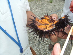 藧ẴEj
